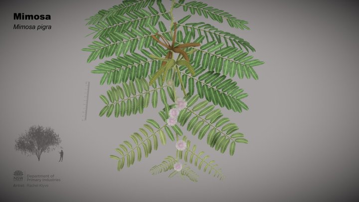 Mimosa (Mimosa pigra) 3D Model