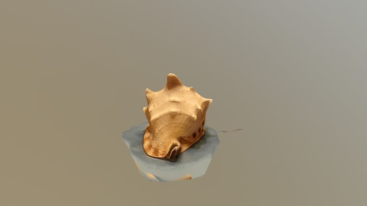 Musle 3D Model