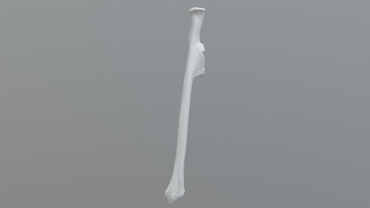 L Radius Saimiri 3D Model