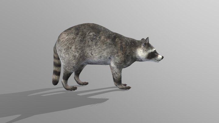 Racoon from COTW game. 3D Model