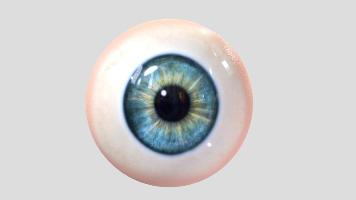 Human Eyeball 3D Model 3D Model