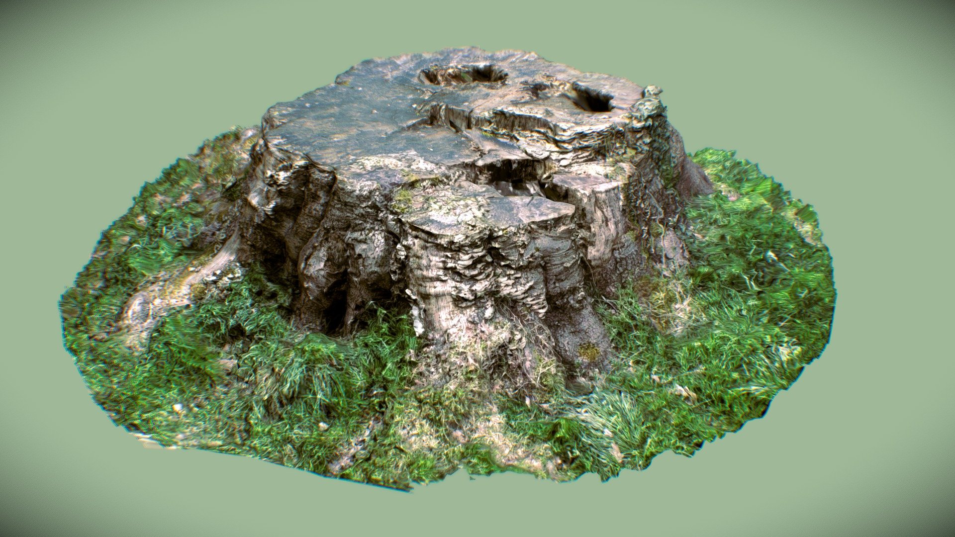 Baumstumpf