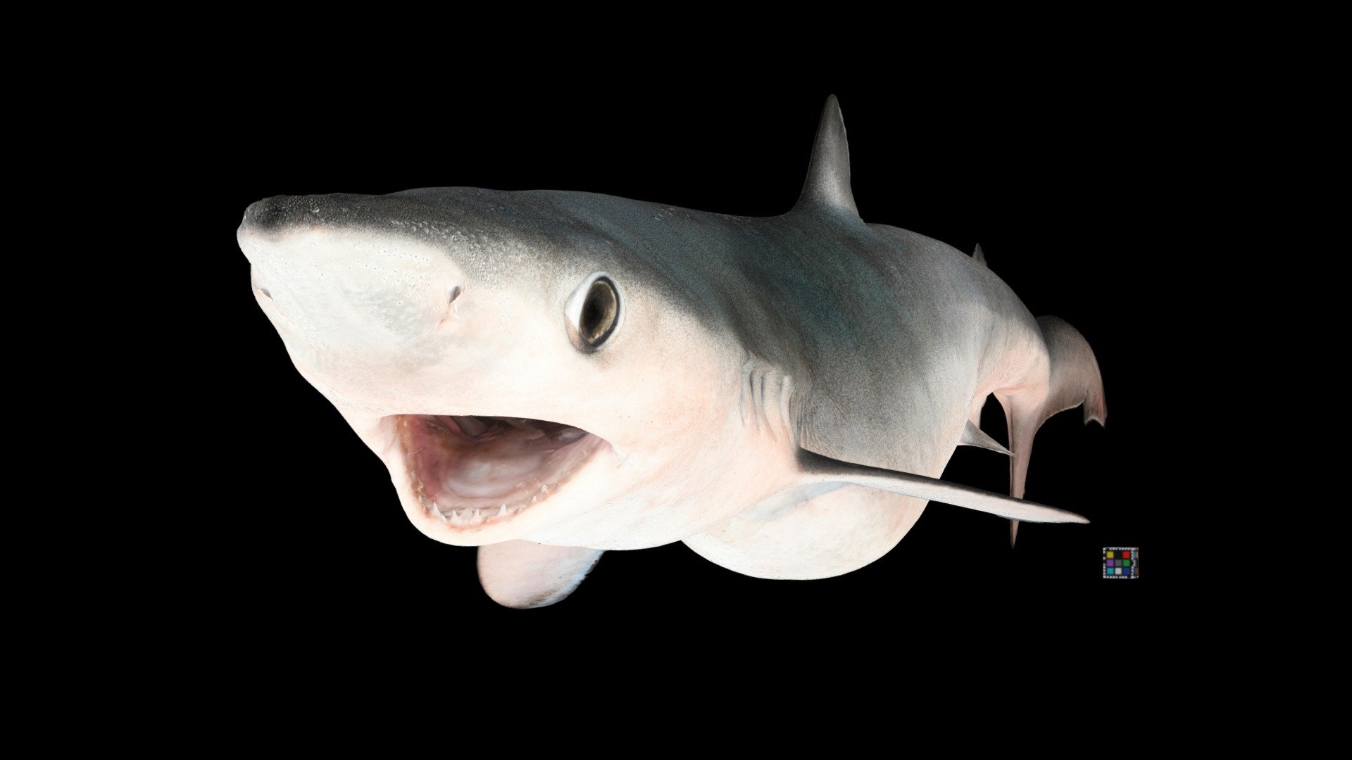CC0 ヨシキリザメ 🦈 ♀ Blue Shark, Prionace glauca - Download Free 3D model by ...