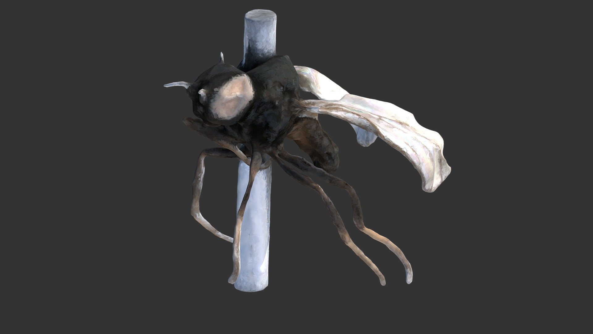 Oscinella frit Download Free 3D model by Digital Archive of Natural