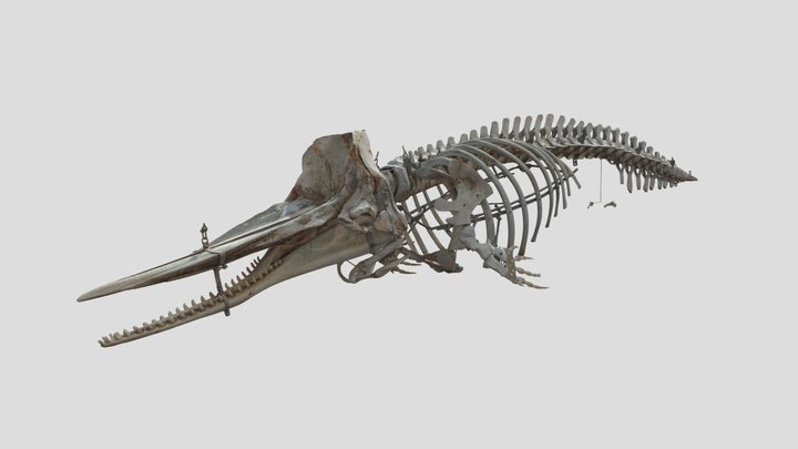 マッコウクジラ　Sperm whale 3D Model