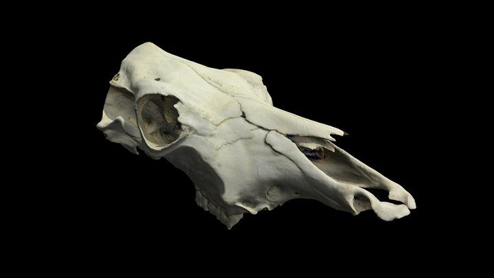 Cow Cranium 3D Model