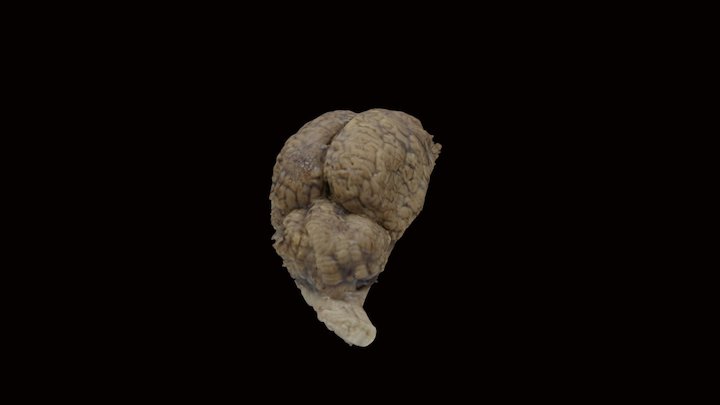 Horse brain 3D Model