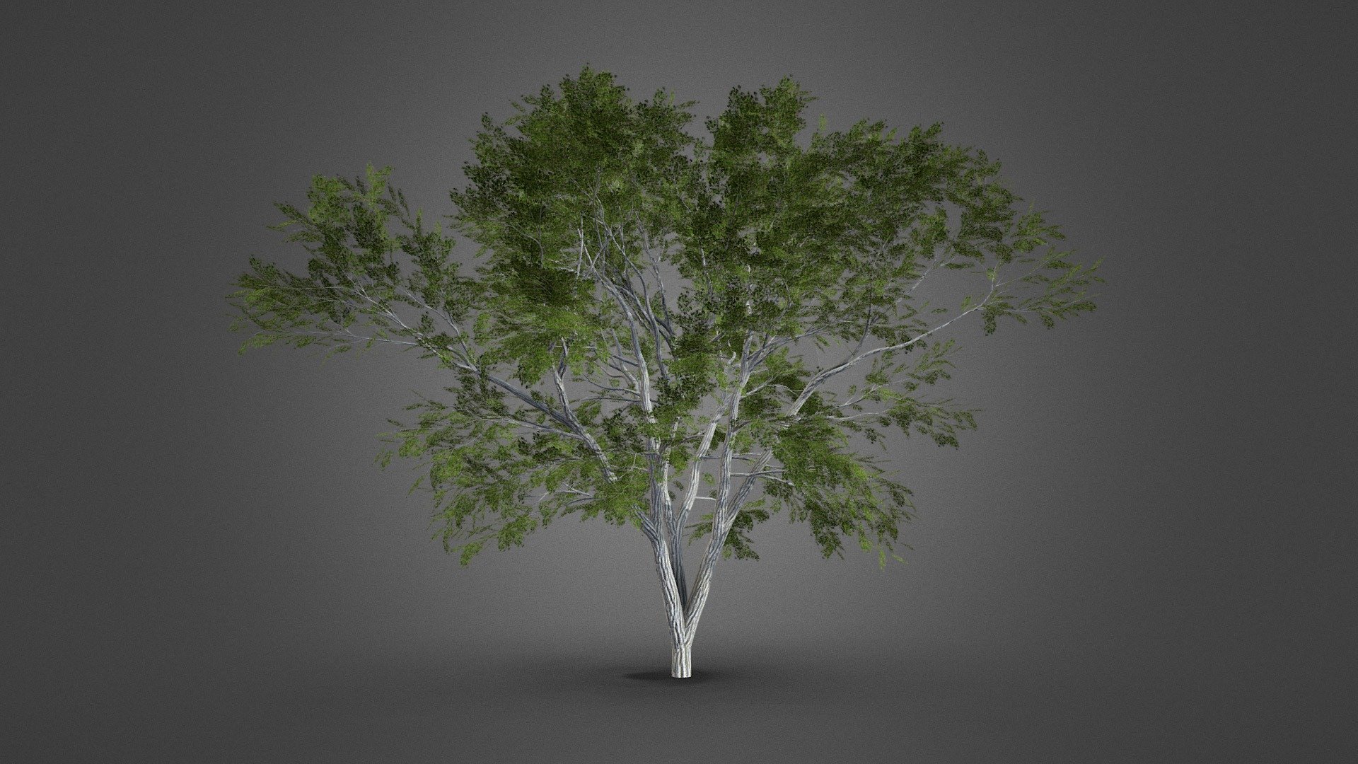 Realistic Europan Tree