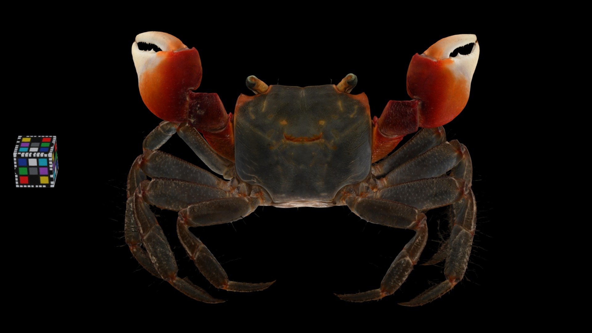 アカテガニ ♂ Red Claws Crab, Chiromantes haematocheir