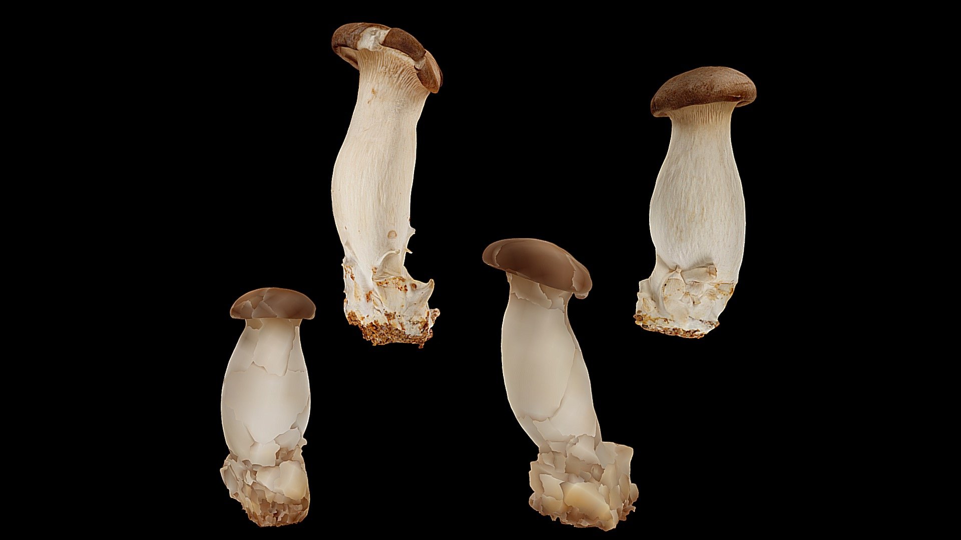 Pleurotus Eryngii (King Oyster Mushroom) Buy Royalty Free 3D model by