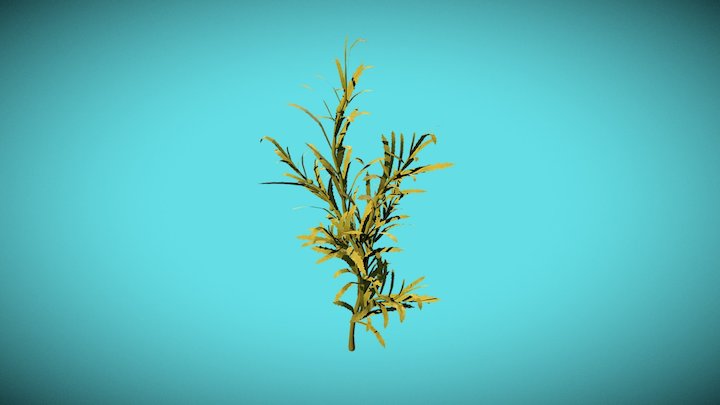 Sargassum Ilicifolium (Algae) 3D Model