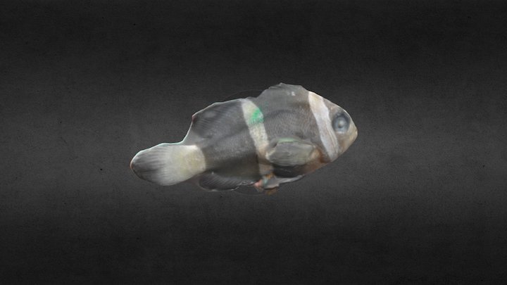 Amphiprion clarkii 3D Model