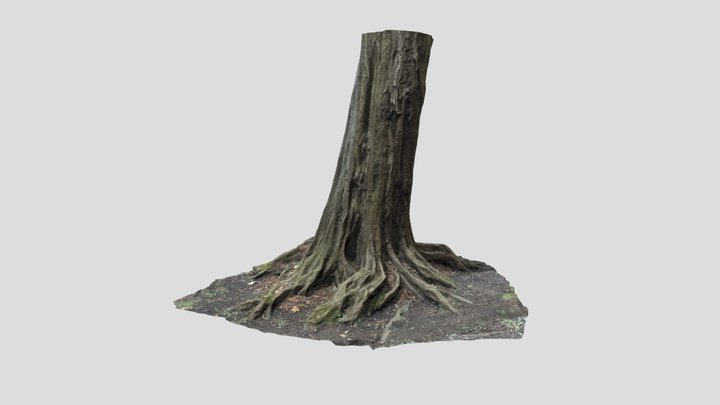 Hornbeam1 3D Model
