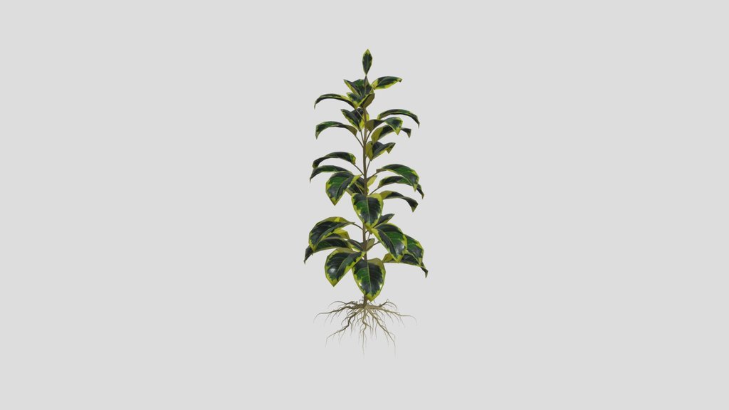 Plant
