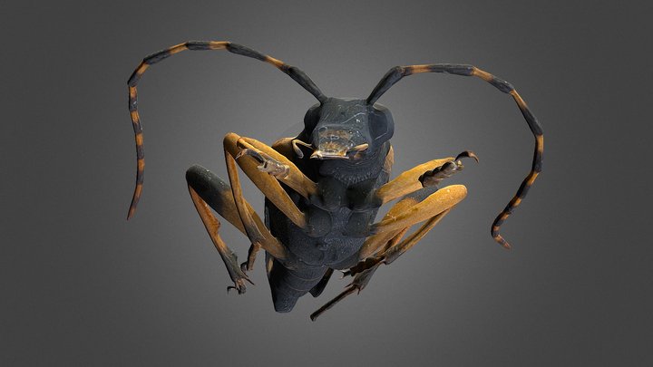 Rutpela maculata – Free 3D Model STL