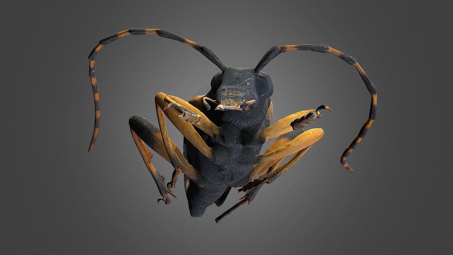Rutpela maculata