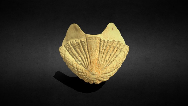 Chiton Shell Plate 3D Model