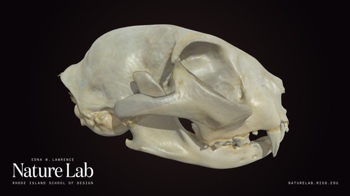 Domestic Cat Skull (half) – Modelo 3D gratuito STL