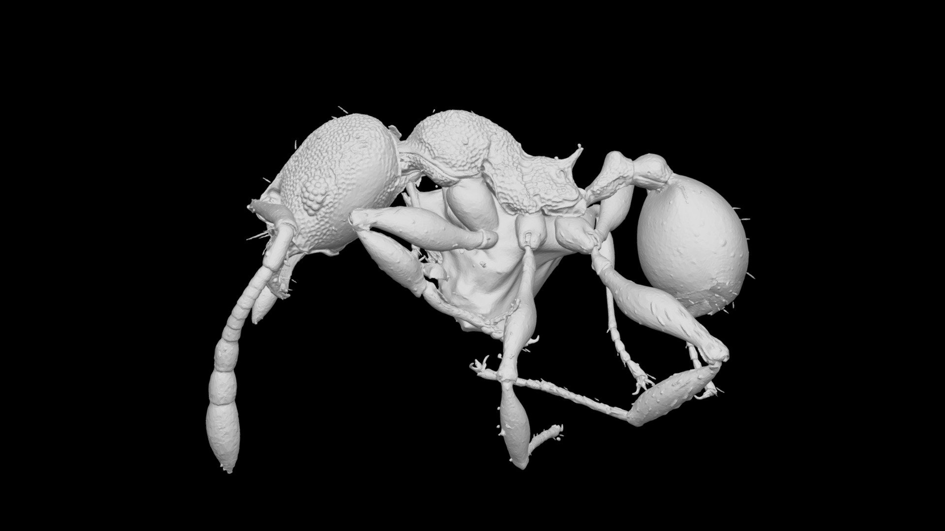 Pheidole kava Minor Worker CASENT0183982