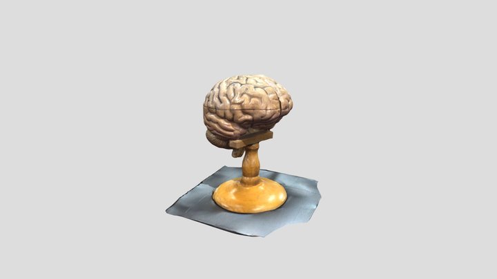 Brain Model 3D Model