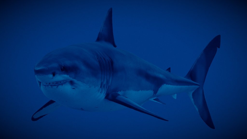 Realistic White Shark