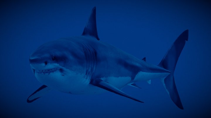 Realistic White Shark 3D Model