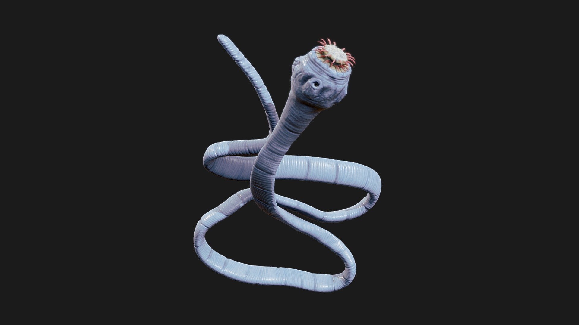 Taenia Saginata Tapeworm - 3D model by Nima (@h3ydari96