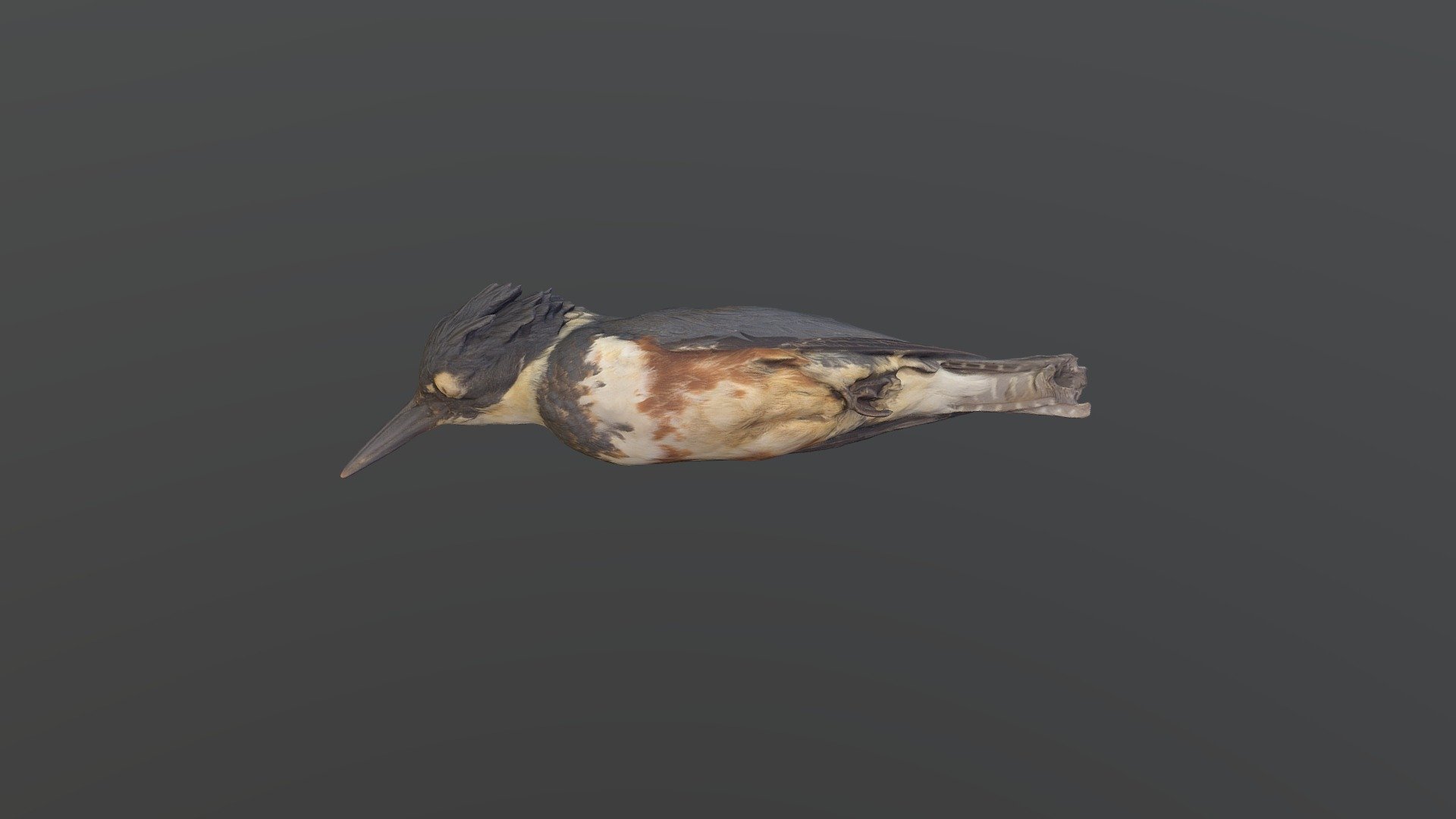 Belted Kingfisher - Megaceryle Alcyon