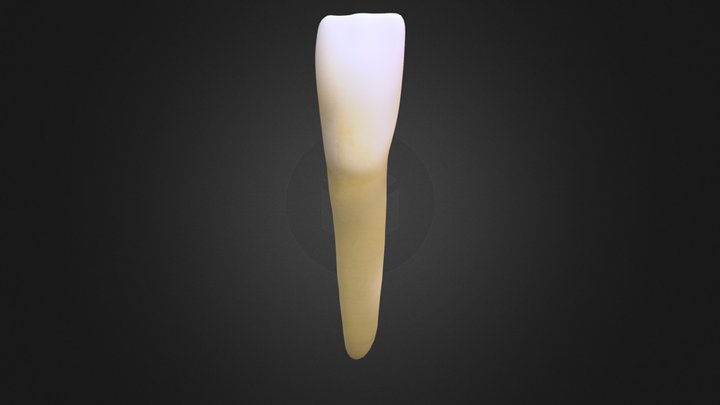 Lower Central Incisor 3D Model