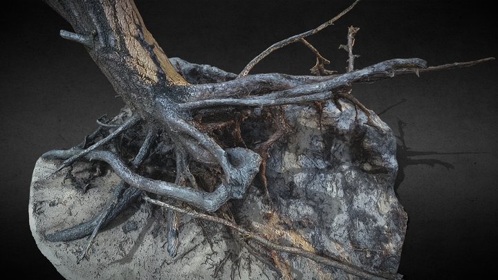 tree roots forrest ground photoscan 3D Model
