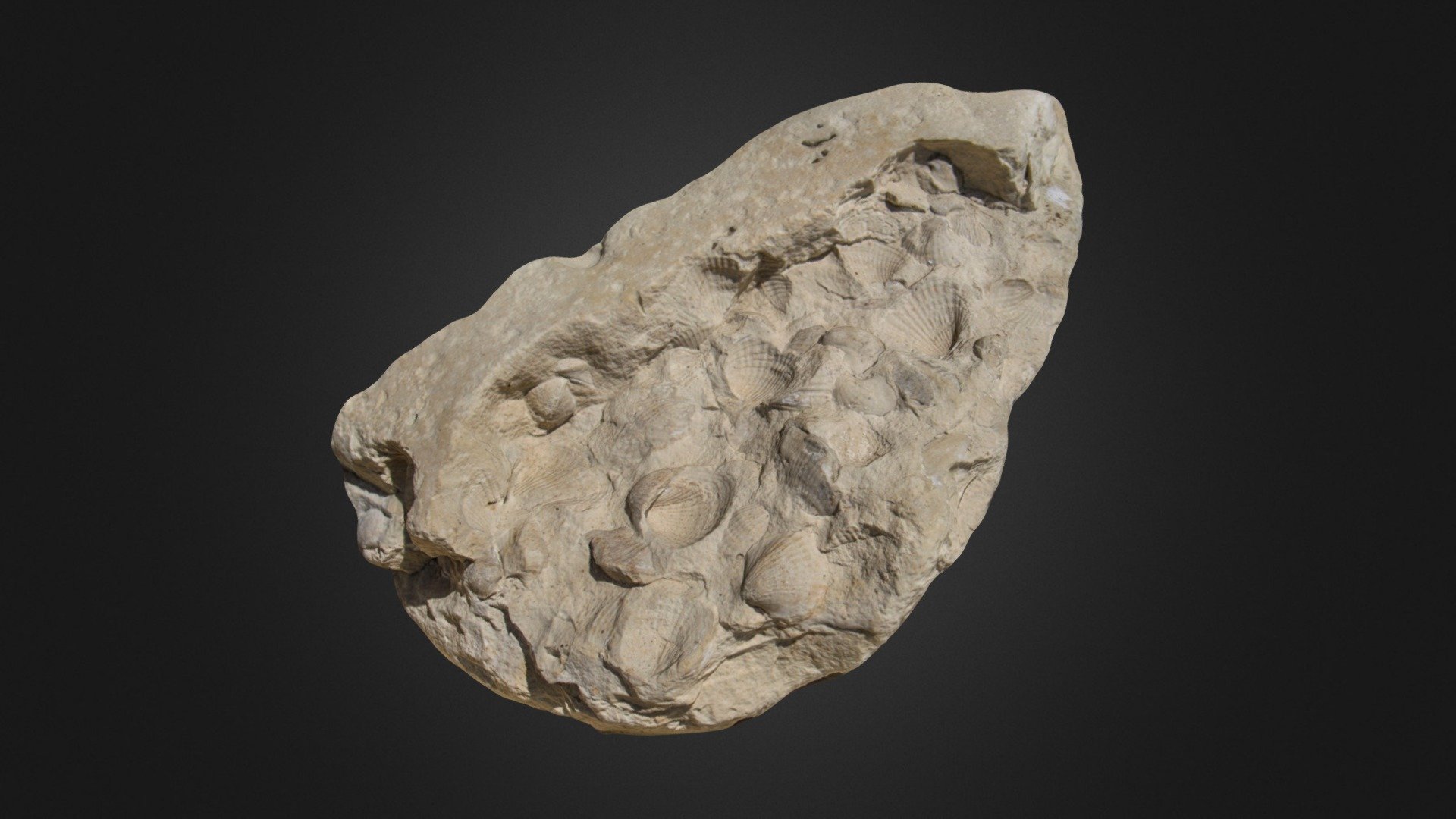 Shell imprints - 3D model by SenYul [f2e35b7] - Sketchfab