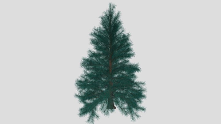 Blue spruce 3D Model