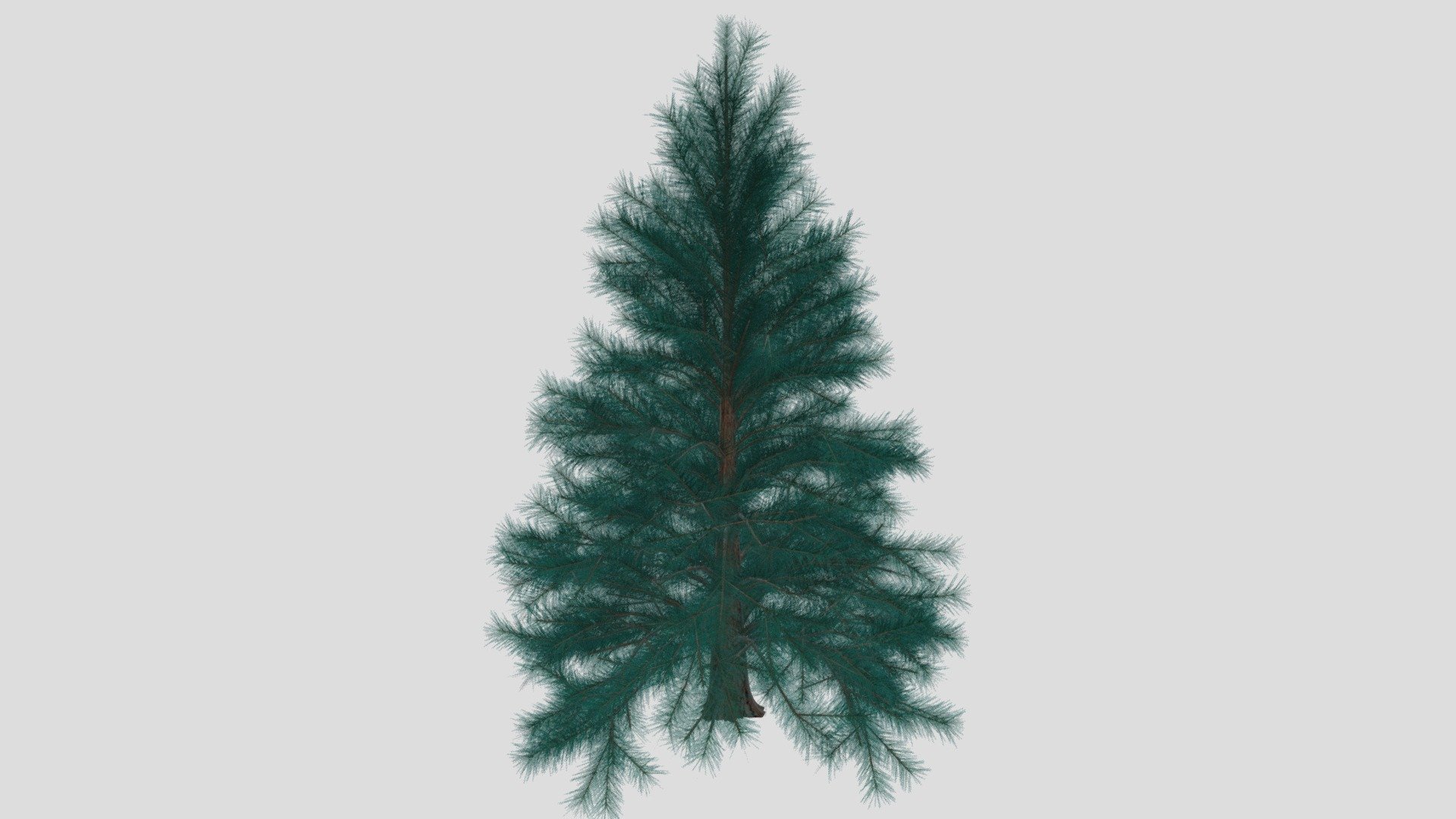 Blue spruce
