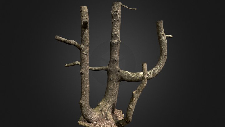 Firs tree trunk (photogrammetry) 3D Model