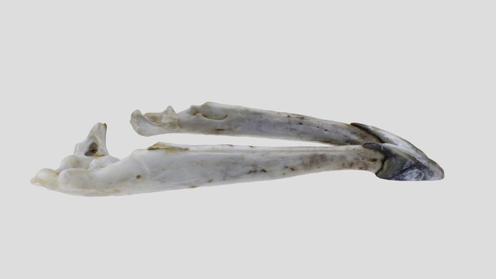 UWYMV:Bird:5861,Accipiter atricapillus, Mandible – Kostenloses 3D-Modell STL