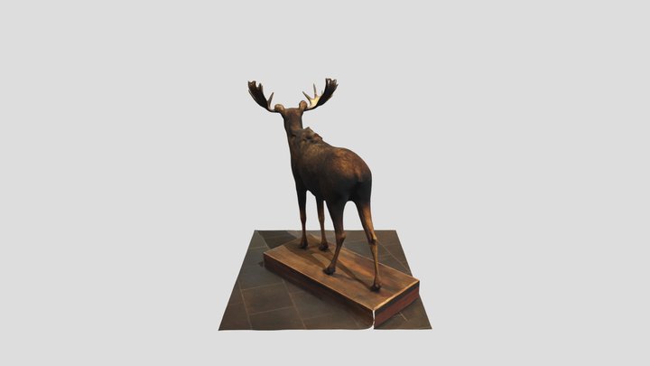 Corvallis Museum Moose - Andrew Huff 3D Model