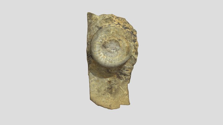 Icnofósil desconocido 3D Model