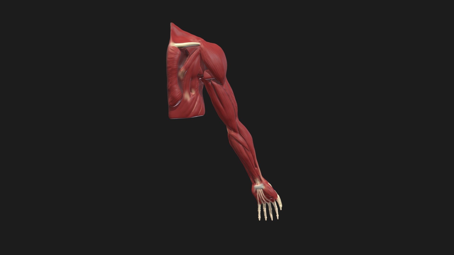 Modern Human Upper Limb Reconstruction