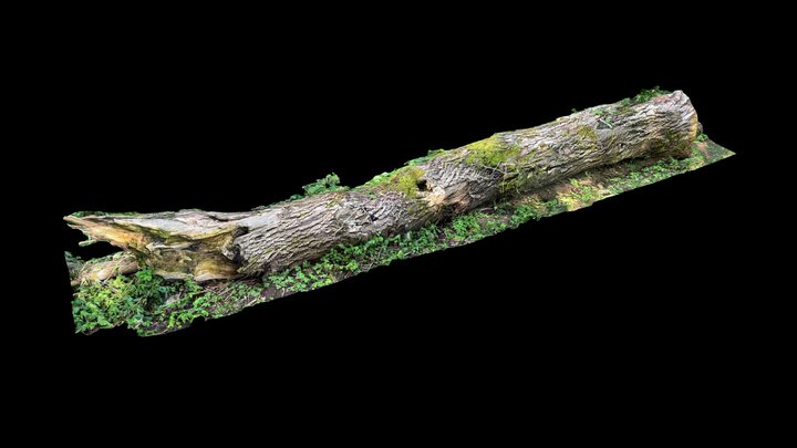 Sarajevo Bosna Spring - Dead Log (Scaniverse) – Free 3D Model STL