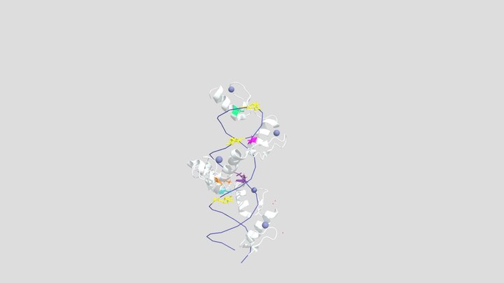 Binding of CTCF to DNA 3D Model