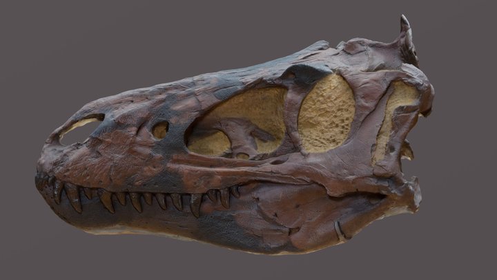 Bebetrex 3D Model