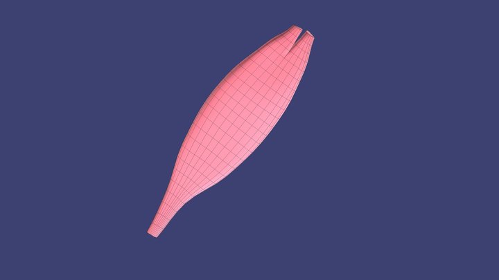 Muscle Contraction 3D Model