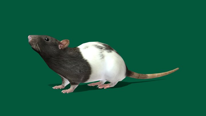 Rat Animations (lowpoly) 3D Model