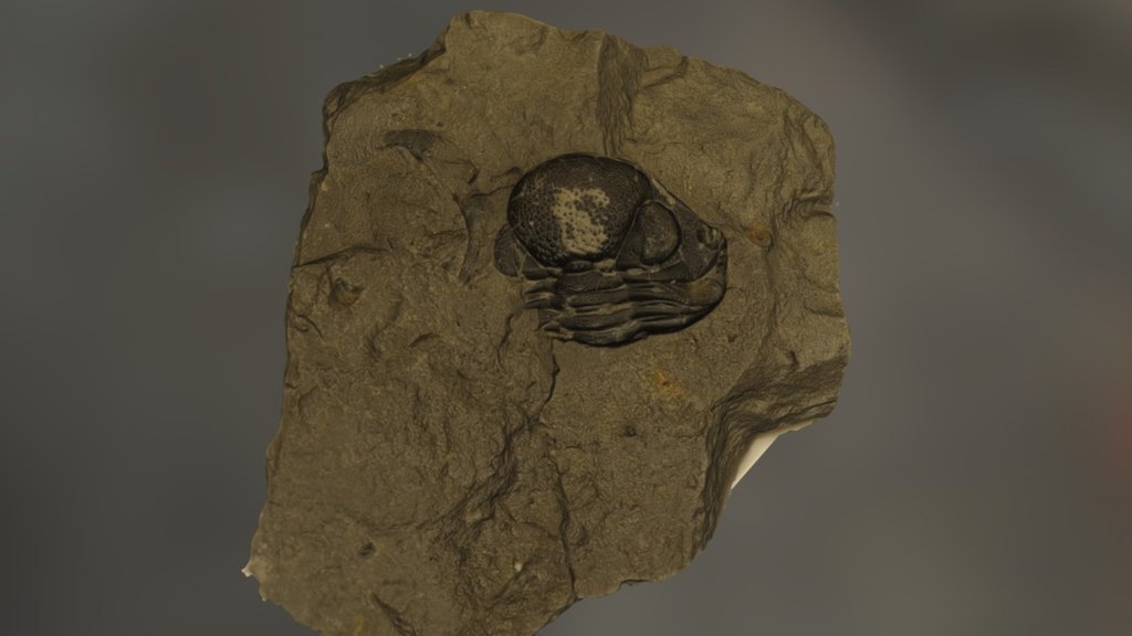 Trilobite 2