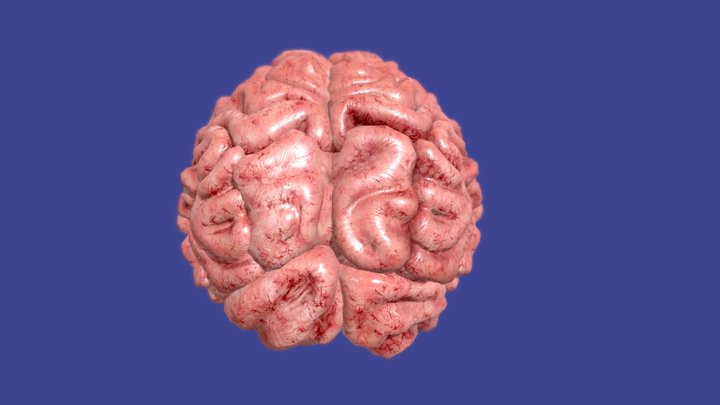 Cerebral hemispheres 3D Model