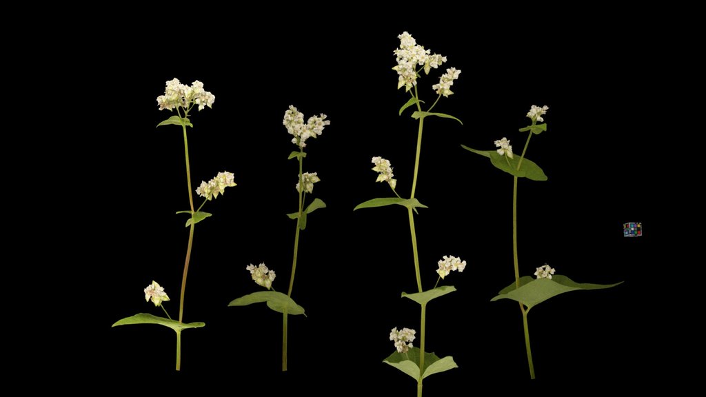 CC0 ソバ Buckwheat, Fagopyrum esculentum