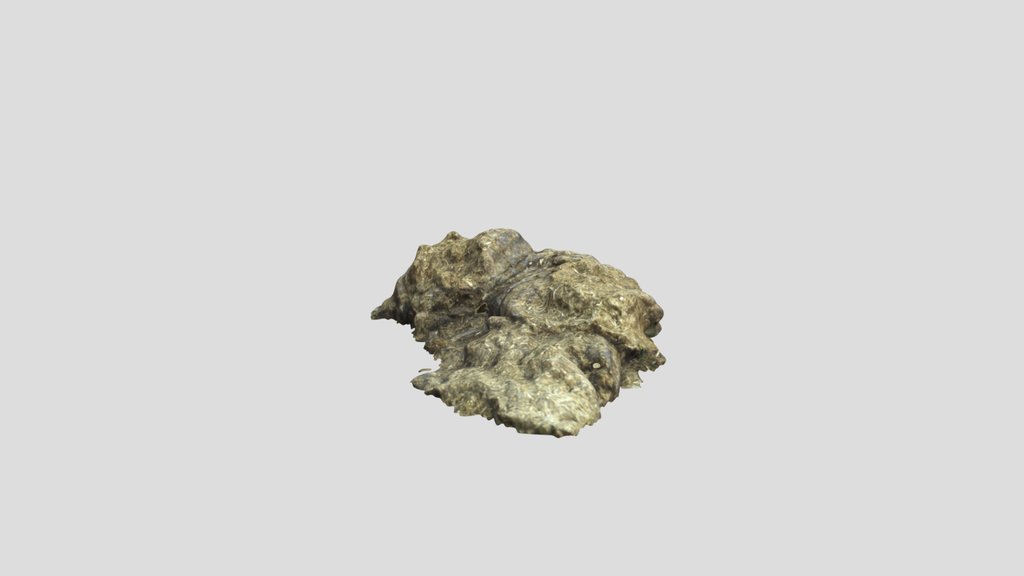 Cow Patty 03