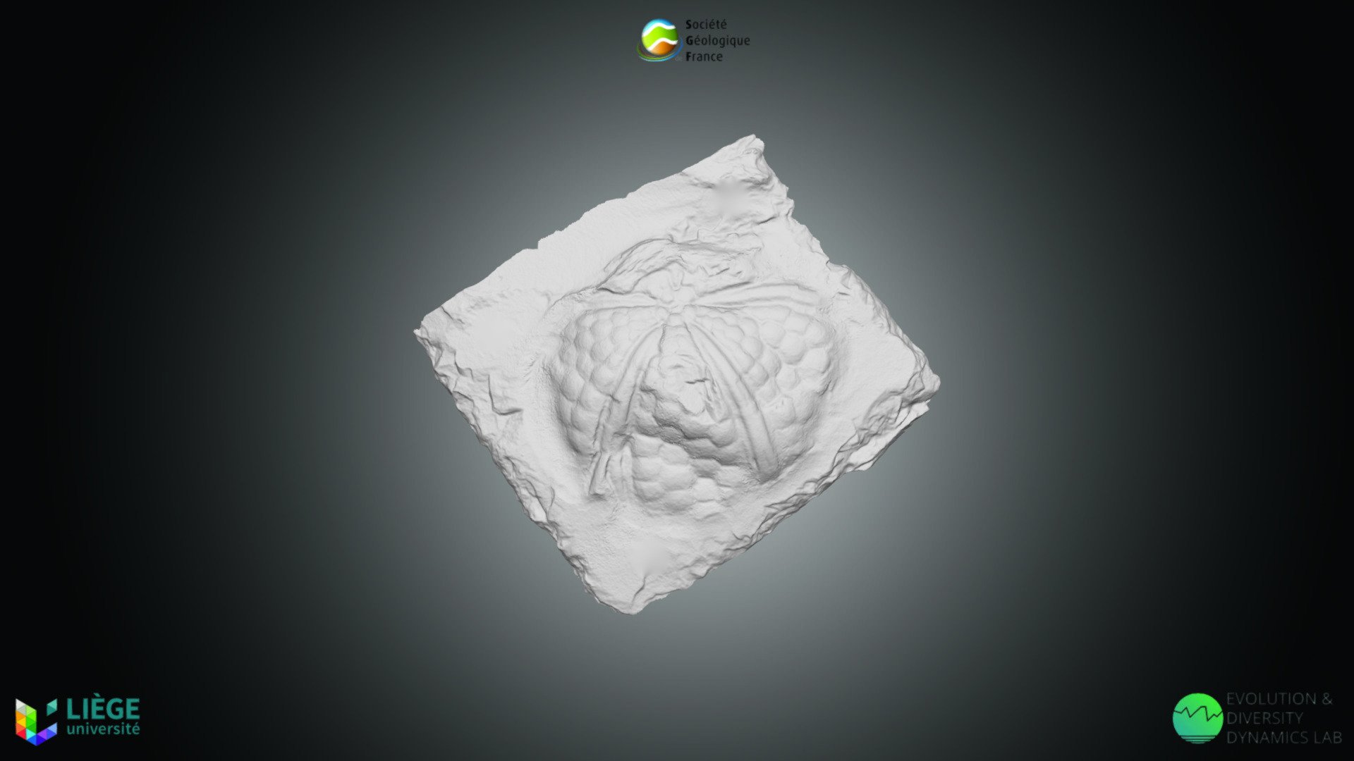 Oursin - Palaeichnus cf. cazei — Sketchfab embed 3D viewer