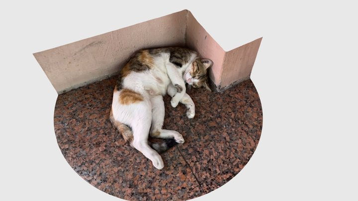 Cat sleeping in Mutrah souk 3D Model