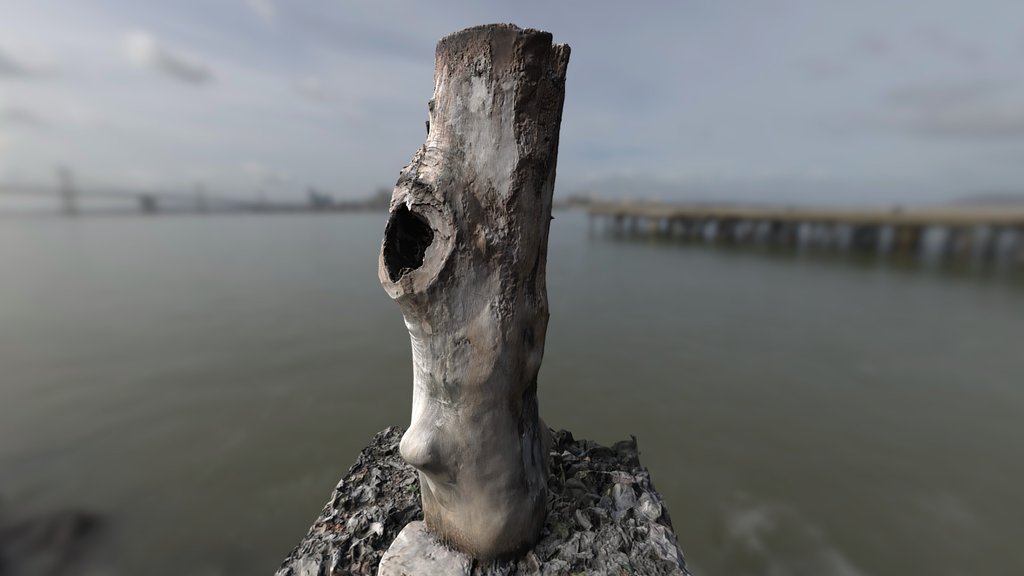 Old Dead Tree trunk